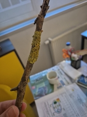 Xanthoria parietina, İstanbul, 2026