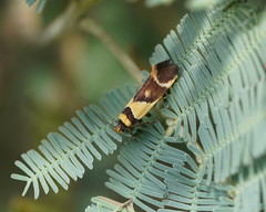 Macrobathra chrysotoxa