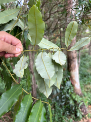 Castanospora alphandii, photograph (c) Lucas Christofides, some rights reserved (CC BY)