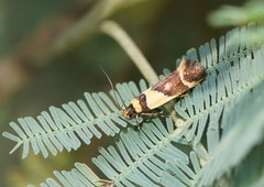 Macrobathra chrysotoxa