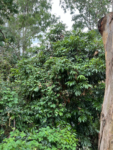 Castanospora alphandii, photograph 5