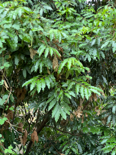 Castanospora alphandii, photograph 4