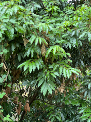 Castanospora alphandii, photograph (c) Lucas Christofides, some rights reserved (CC BY)
