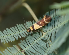 Macrobathra chrysotoxa
