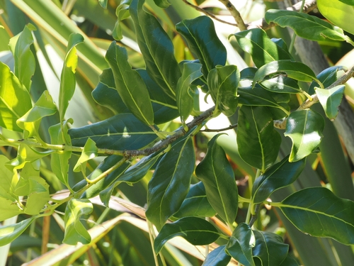 Coastal Maire (Nestegis apetala)