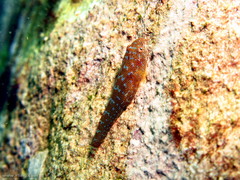 Cochleoceps orientalis