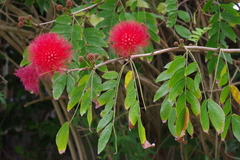 Calliandra haematocephala