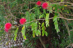 Calliandra haematocephala