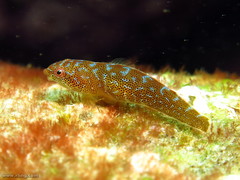 Cochleoceps orientalis