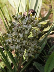 Xysmalobium involucratum
