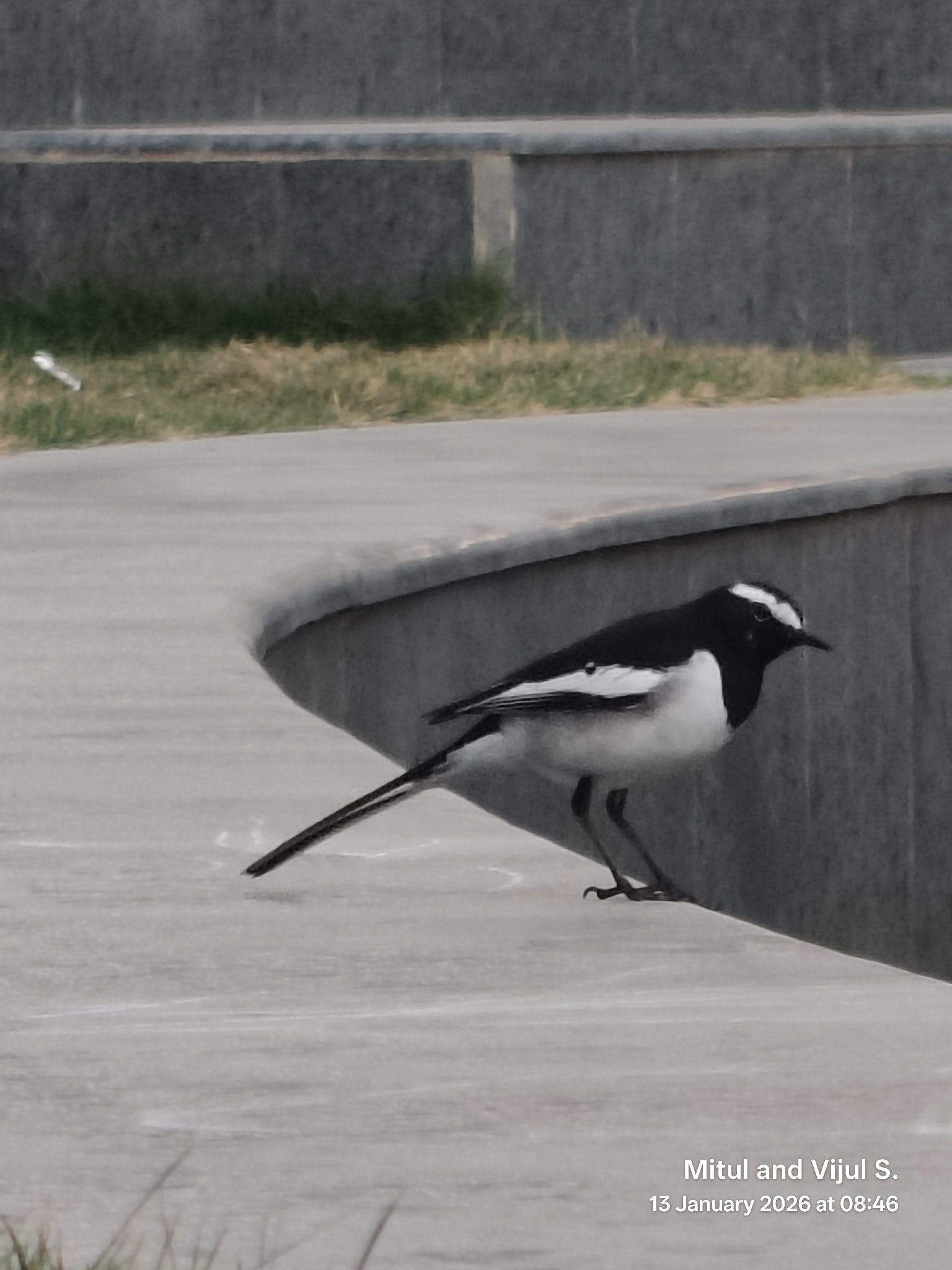 White-browed Wagtail (Motacilla maderaspatensis), photo 2