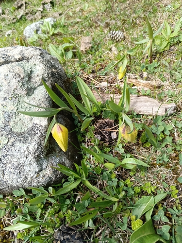 Fritillaria collina, photograph 6