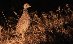 Pedionomus torquatus