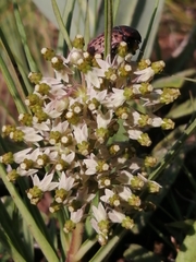 Xysmalobium involucratum