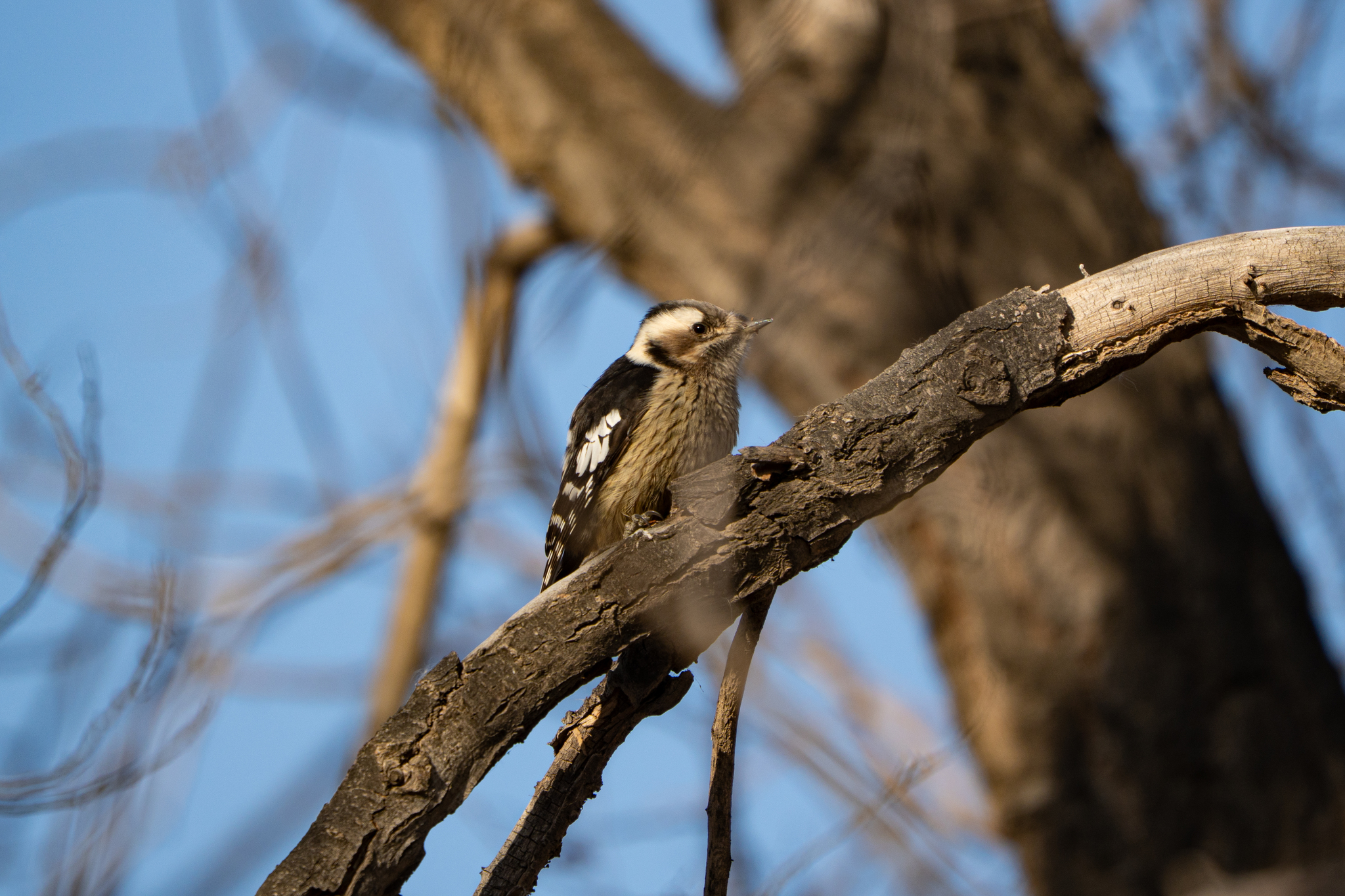 Grey-capped Pygmy Woodpecker (Yungipicus canicapillus), photo 8