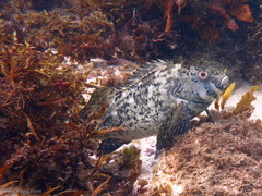 Aplodactylus lophodon