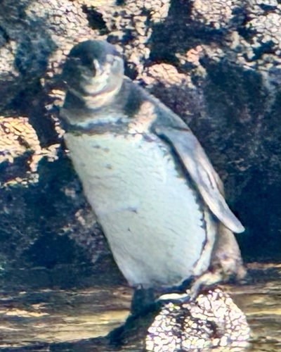 Galapagos Penguin (Spheniscus mendiculus), photo 10