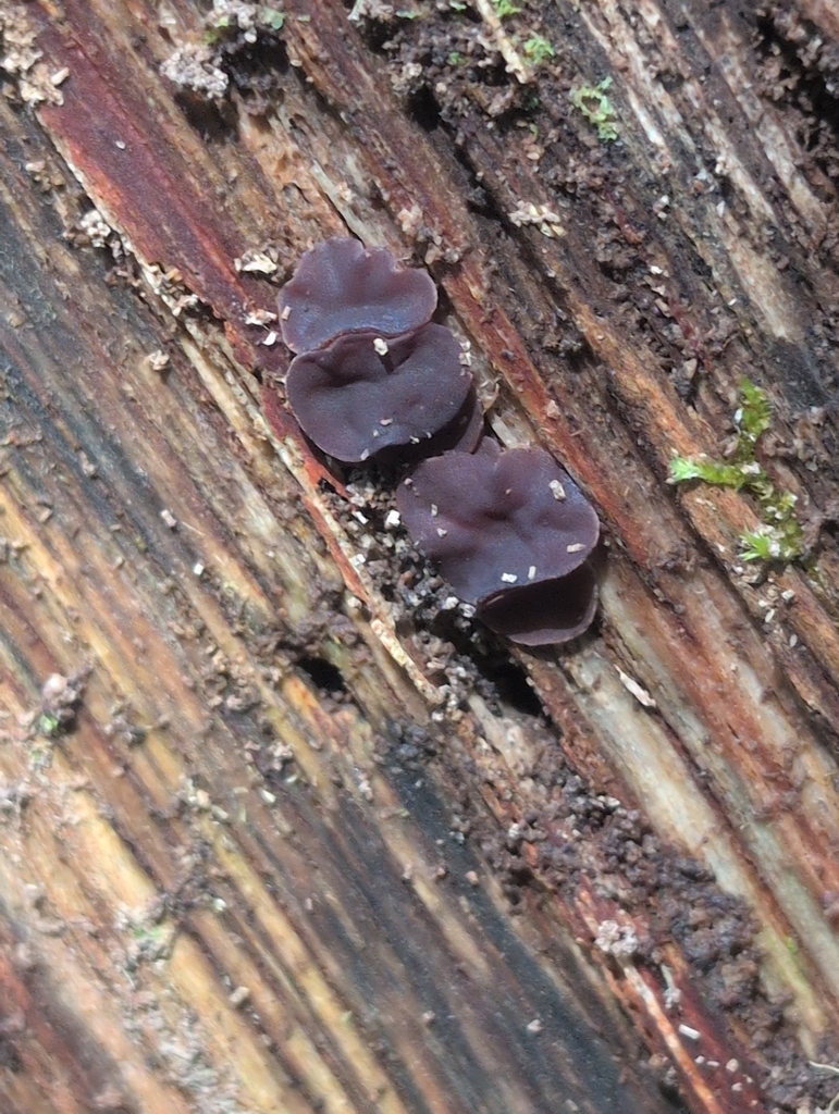 Ascocoryne sp. 'HI01'