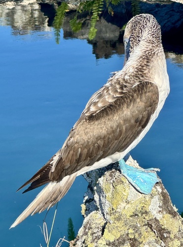 Blue-footed Booby (Sula nebouxii)