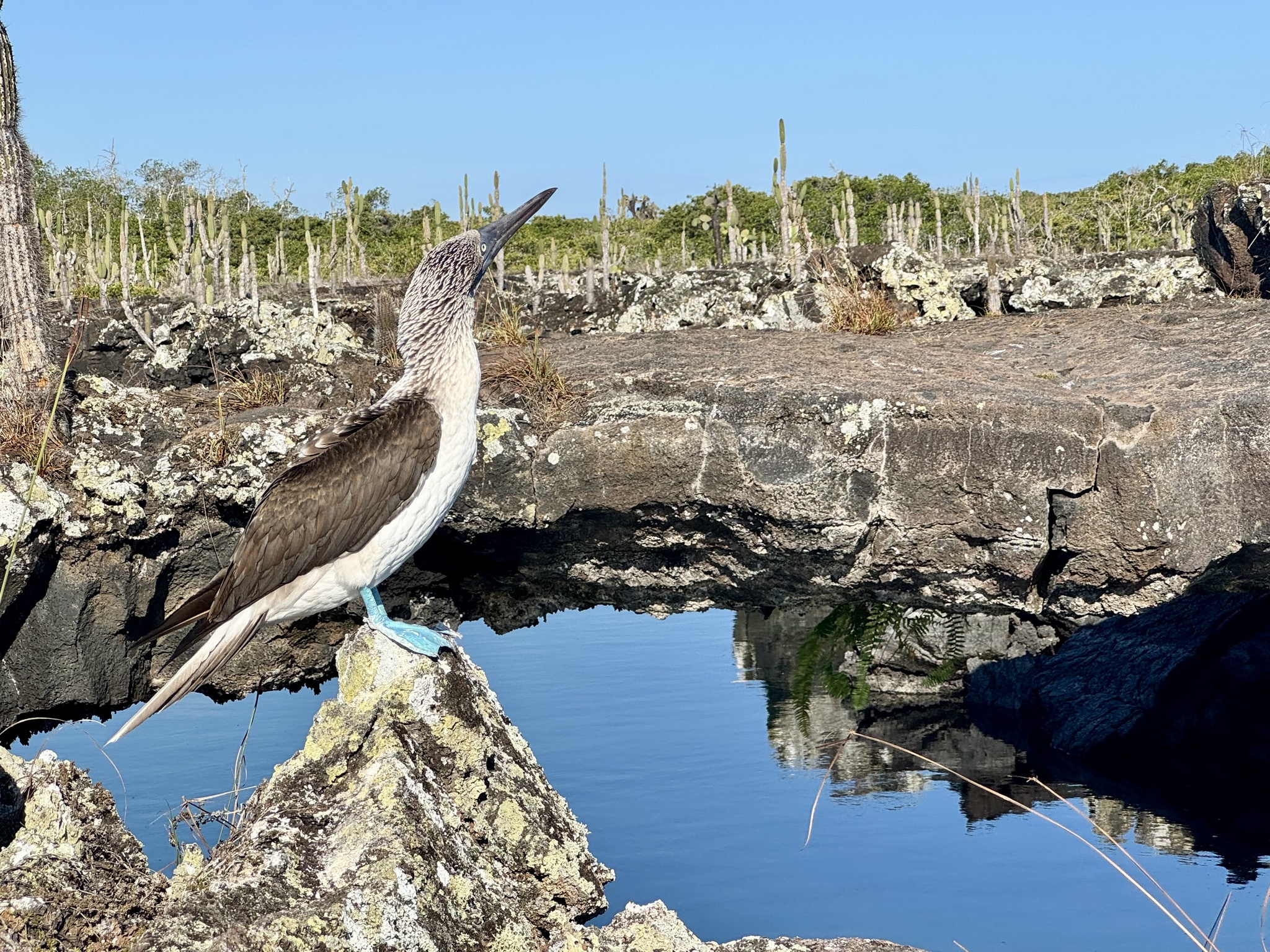 Blue-footed Booby (Sula nebouxii), photo 2