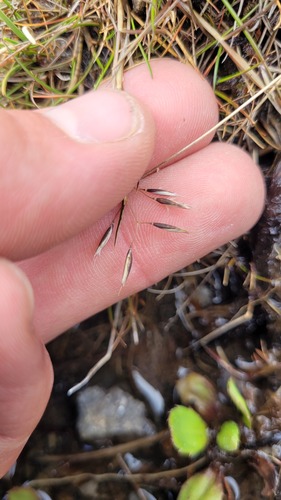Rytidosperma nudum