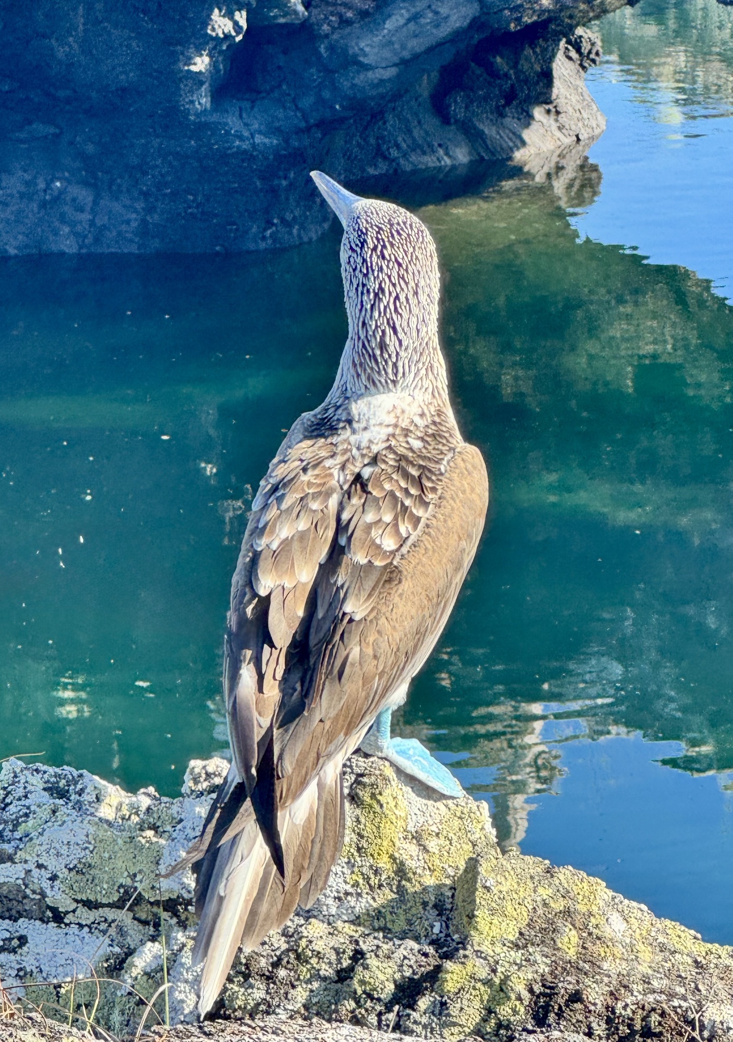 Blue-footed Booby (Sula nebouxii), photo 6