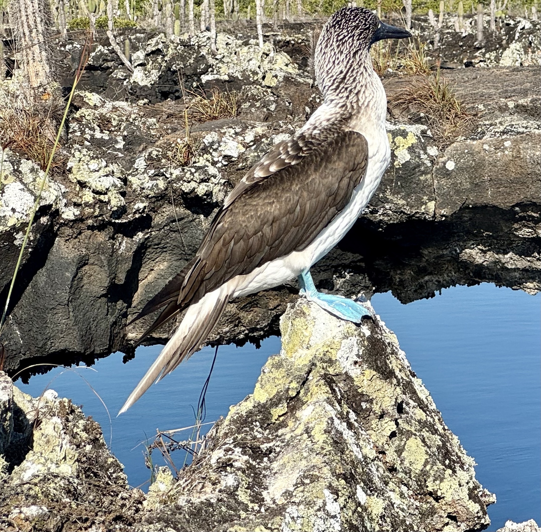 Blue-footed Booby (Sula nebouxii), photo 7