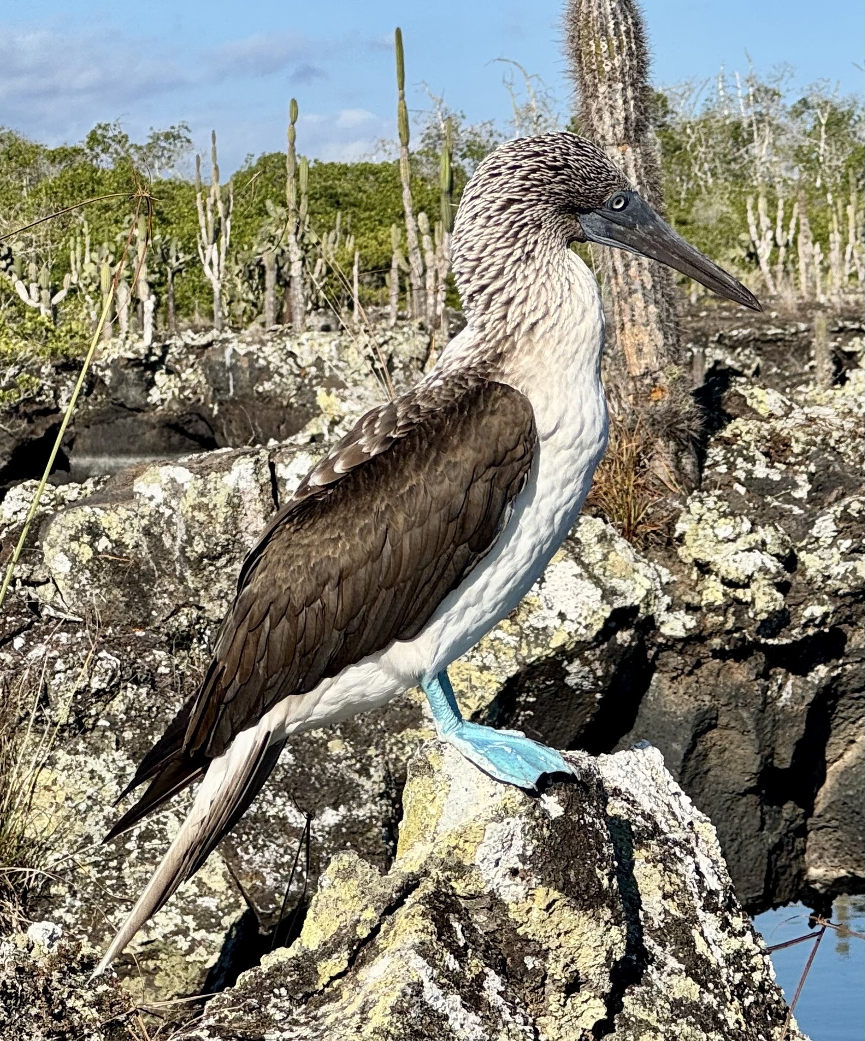 Blue-footed Booby (Sula nebouxii), photo 8