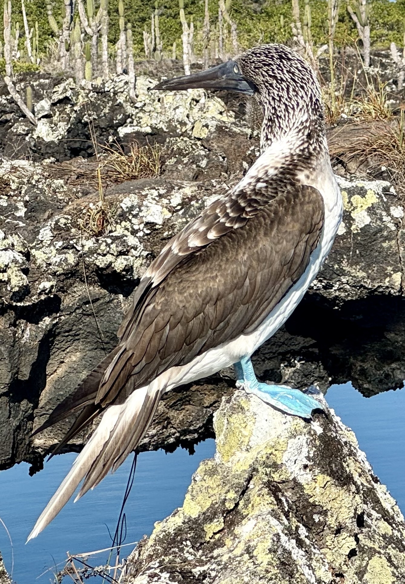 Blue-footed Booby (Sula nebouxii), photo 9