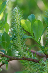 Salix starkeana