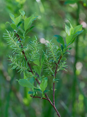 Salix starkeana