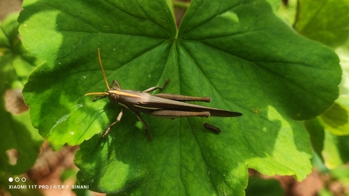 Schistocerca flavofasciata