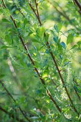Salix starkeana
