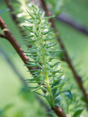 Salix starkeana