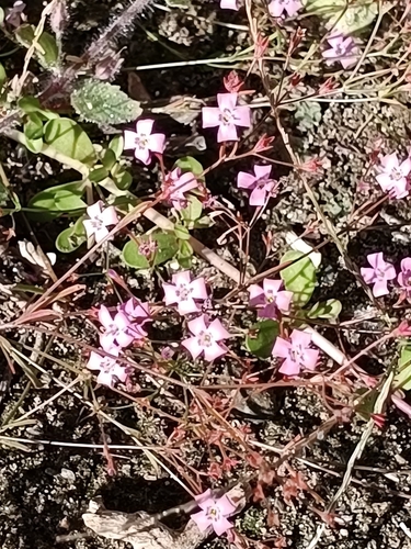 Cape Star-Violet (Stenotis asperuloides)