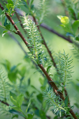 Salix starkeana