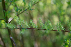 Salix starkeana