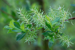 Salix starkeana