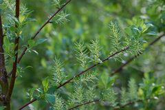 Salix starkeana