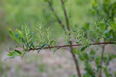 Salix starkeana