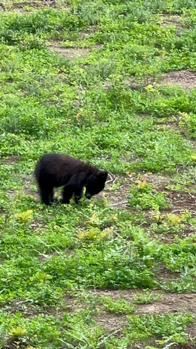 American Black Bear photographed in Idaho