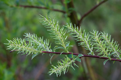 Salix starkeana