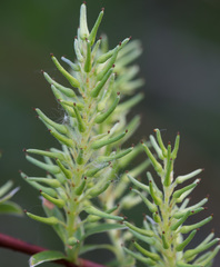 Salix starkeana