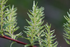 Salix starkeana