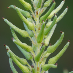 Salix starkeana