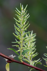 Salix starkeana