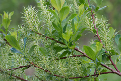 Salix starkeana