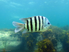 Abudefduf bengalensis
