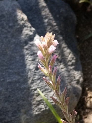 Castilleja beldingii (Castilleja beldingii)