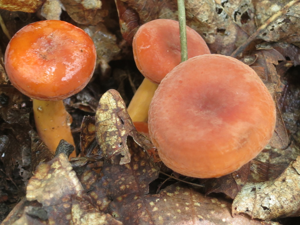 Lactifluus volemus · August 2019 · photo: © repta (iNaturalist, cc-by)
